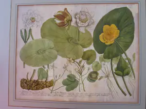 Johann Weinmann - Phytanthoza iconographia, Regensberg kopen? Bied vanaf 150!