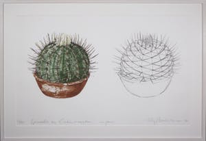 Sjoerd Buisman - Litho, Cactus - Ingelijst (Groot) kopen? Bied vanaf 150!
