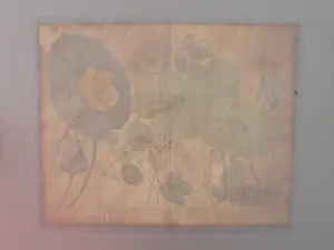 Johann Weinmann - Phytanthoza iconographia, Regensberg kopen? Bied vanaf 150!