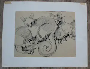 Frits van Eeden - Pen/potlood tekening: grootoorvossen - 1963 kopen? Bied vanaf 49!