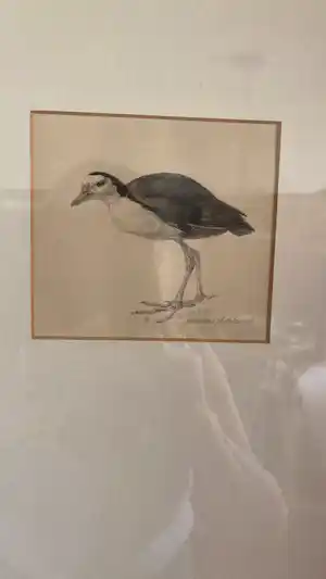 Peter Vos - Amaurornis phoenicurus (witborstwaterhoen) verkocht voor € 370!