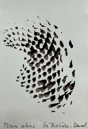 Sjoerd Buisman - Afdruk van een dennenappel | 'Picea Abies' | 1983 (UNIEK WERK) kopen? Bied vanaf 200!