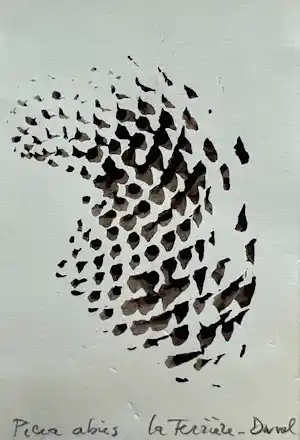 Sjoerd Buisman - Afdruk van een dennenappel | 'Picea Abies' | 1983 (UNIEK WERK) kopen? Bied vanaf 200!