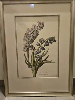 Gerard van Spaendonck - Hyacinthe double (hyacint) verkocht voor € 50!