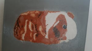 Niet of onleesbaar gesigneerd - Cavia Kiwi kopen? Bied vanaf 1!