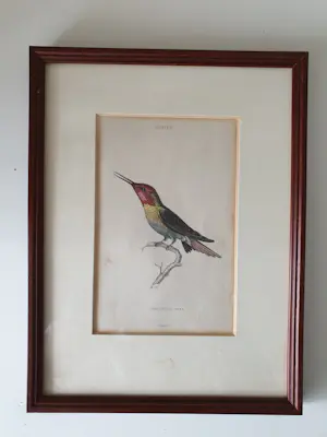 William Home Lizars - 2 stuks Kolibrie/ Hummingbird Gravure Oud Handgekleurd 19e eeuw kopen? Bied vanaf 40!