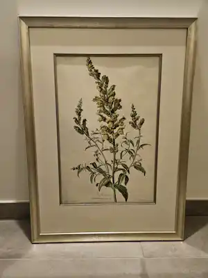 Gerard van Spaendonck - Maufle de veau of Leeuwenbek verkocht voor € 60!