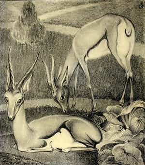 Jan Schonk - Z.t. (Twee gazelles) verkocht voor € 60!