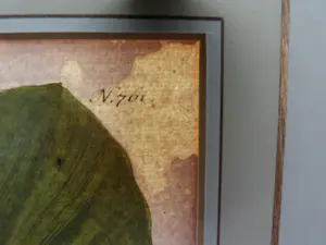 Johann Weinmann - Phytanthoza iconographia, Regensberg kopen? Bied vanaf 150!