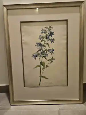 Gerard van Spaendonck - Campanule gantalée (ruigklokje) verkocht voor € 60!