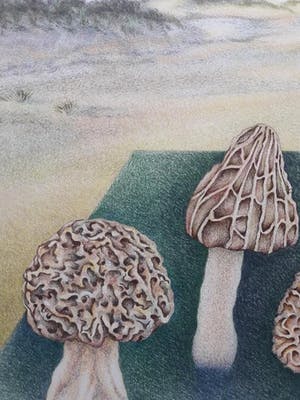 Ank Overweel - Spel met paddestoelen (1) kopen? Bied vanaf 65!