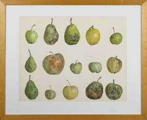Kees Franse - Aquarel, Appels - Ingelijst kopen? Bied vanaf 300!