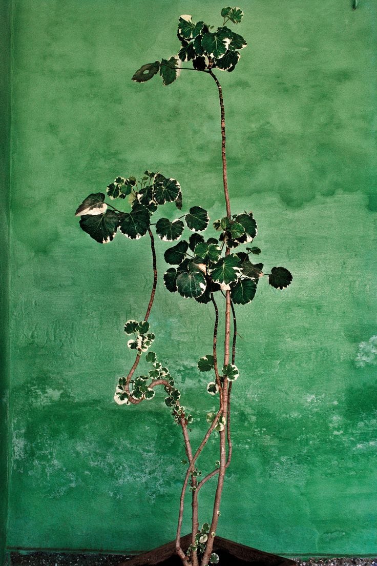 Raghu Rai - Trees - Magnum photos limited edition kopen? Bied vanaf 250!