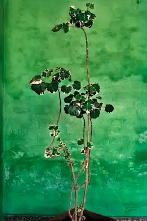 Raghu Rai - Trees - Magnum photos limited edition kopen? Bied vanaf 250!