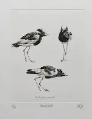 Peter Vos - ‘Smidsplevier’ - ets - oplage 35 verkocht voor € 195!