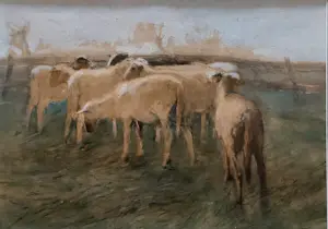 Geo Poggenbeek - schapen in de wei kopen? Bied vanaf 400!
