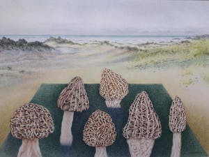 Ank Overweel - Spel met paddestoelen (1) kopen? Bied vanaf 65!