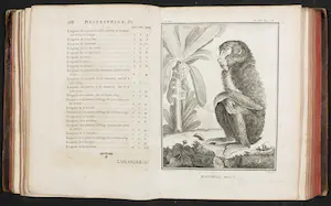 Georges-Louis Leclerc de Buffon - en Jacques de Seve - 14 delen van Histoire naturelle avec la description kopen? Bied vanaf 200!