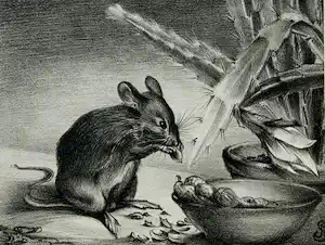 Jan Schonk - Z.t. (muis) verkocht voor € 55!