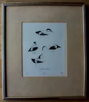 Peter Vos - Ingelijste ets: Eider - 1977 verkocht voor € 195!