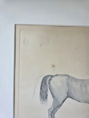 Aat Verhoog - Paard kopen? Bied vanaf 50!