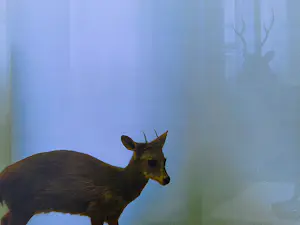 Paul den Hollander - Originele silverprint kleuren foto "reflection of a deer" ingelijst -zonder glas kopen? Bied vanaf 60!
