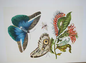 Maria Sybilla Merian - 2 boeken, 2 gravures (19e Eeuw) kopen? Bied vanaf 75!