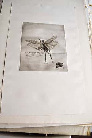 Marijke Hertog - Insect verkocht voor € 35!