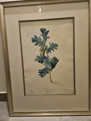 Gerard van Spaendonck - Chêne commun (eikenblad) verkocht voor € 50!
