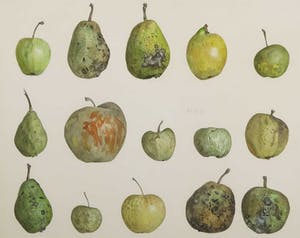 Kees Franse - Aquarel, Appels - Ingelijst kopen? Bied vanaf 300!