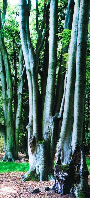 Cees Hageman - Foto, Bomen (Zeer Groot) verkocht voor € 150!
