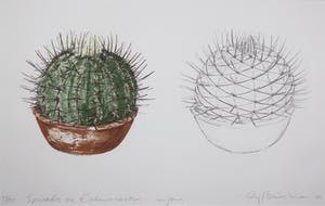 Sjoerd Buisman - Litho, Cactus - Ingelijst (Groot) kopen? Bied vanaf 150!