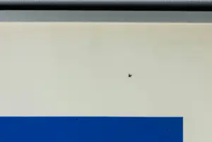 Willem Hussem - Zeefdruk, Compositie met gekruiste lijnen in blauw - Ingelijst kopen? Bied vanaf 140!