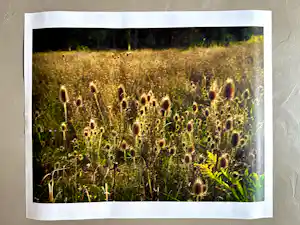 Nan Goldin - "Wild flowers, storm king" verkocht voor € 300!