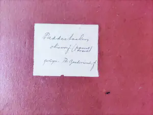 Theo Goedvriend - Paddenstoelen kopen? Bied vanaf 270!
