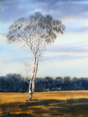 Niet of onleesbaar gesigneerd - Berkenboom in heidelandschap -aquarel- kopen? Bied vanaf 1!