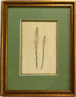 George Cooke - Gravure uit Botanical Cabinet naar G. Loddiges - ingelijst verkocht voor € 39!