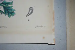 Maria Sybilla Merian - 2 boeken, 2 gravures (19e Eeuw) kopen? Bied vanaf 75!