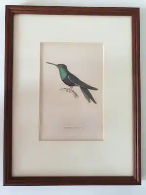 William Home Lizars - 2 stuks Kolibrie/ Hummingbird Gravure Oud Handgekleurd 19e eeuw verkocht voor € 50!