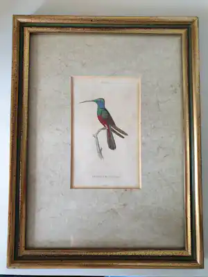 William Home Lizars - Trochilus Multicolor Plate 31 verkocht voor € 25!