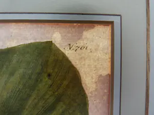 Johann Weinmann - Phytanthoza iconographia, Regensberg kopen? Bied vanaf 150!