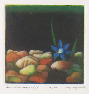 Joop Vegter - Mezzotint, Chionodoxa tussen grind verkocht voor € 43!