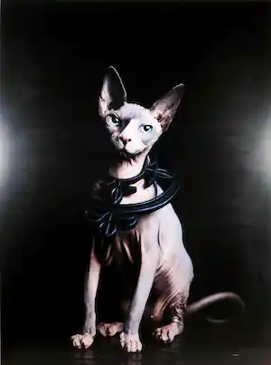 Jenny Boot - C-Print op dibond, Tasja - (Zeer groot) verkocht voor € 350!