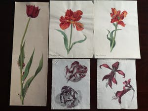 Niet of onleesbaar gesigneerd - Bloemen (5X) kopen? Bied vanaf 1!