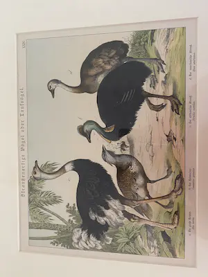 Niet of onleesbaar gesigneerd - Loopvogels kopen? Bied vanaf 1!