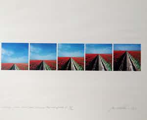 Ger Dekkers - tulip-fields, ditch and horizon Noordoostpolder 95/200 verkocht voor € 50!