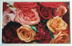 Sylvia Dudok van Heel - Ingelijste foto, Bloemstilleven Rozen 2 – 52 x 62 cm - 2002 verkocht voor € 40!